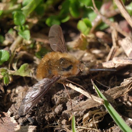 Réf. 295 364 : Bombylius sp.